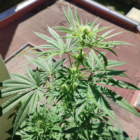 Cinderella 99 2016 growlog timeline photo
