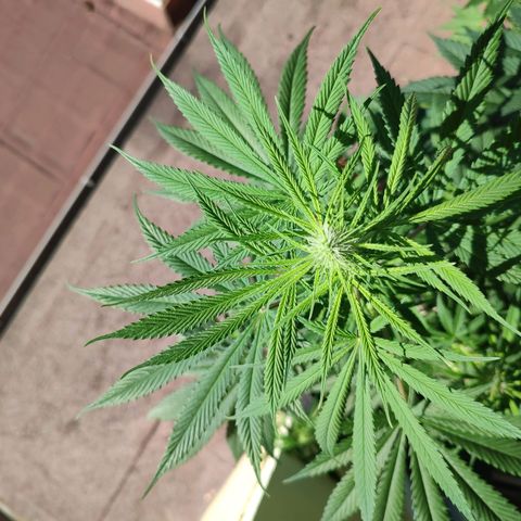 Cinderella 99 2016 growlog timeline photo