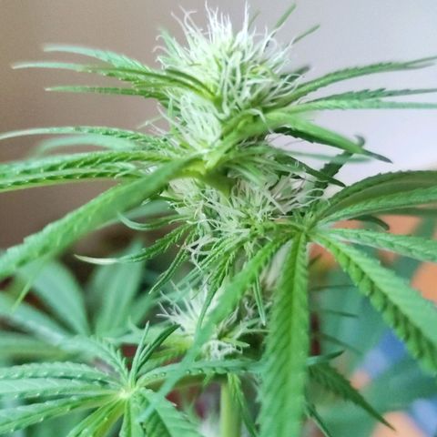 Cinderella 99 2016 growlog timeline photo