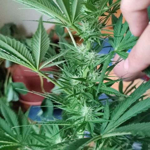 Alien Technology growlog timeline photo