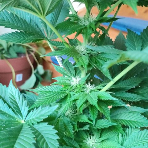 Gelato Kush growlog timeline photo