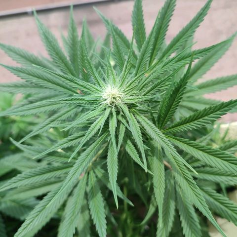 Alien Technology growlog timeline photo