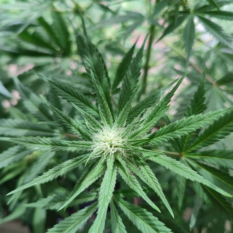 Alien Technology growlog timeline photo