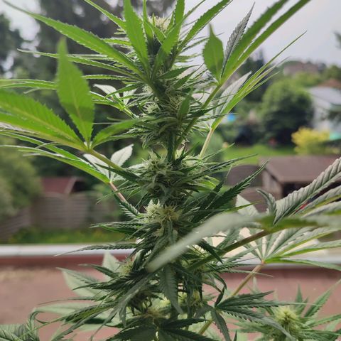 Alien Technology growlog timeline photo