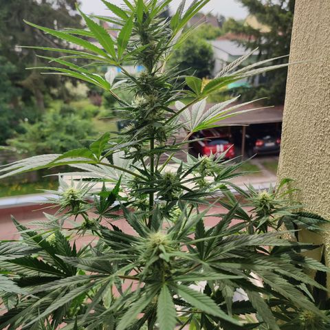 Alien Technology growlog timeline photo