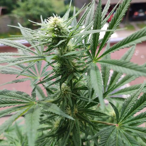 Alien Technology growlog timeline photo