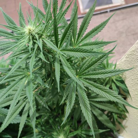 Alien Technology growlog timeline photo