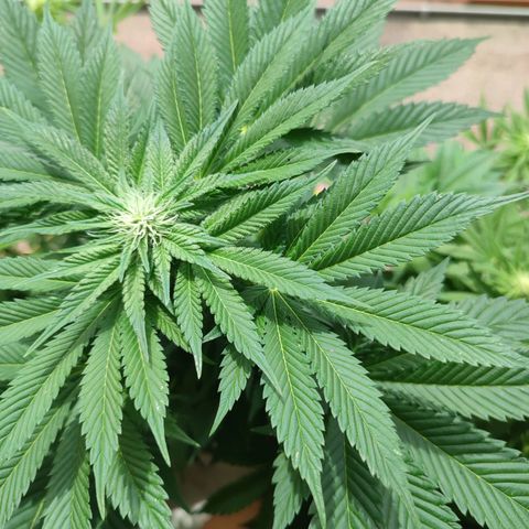 Gelato Kush growlog timeline photo