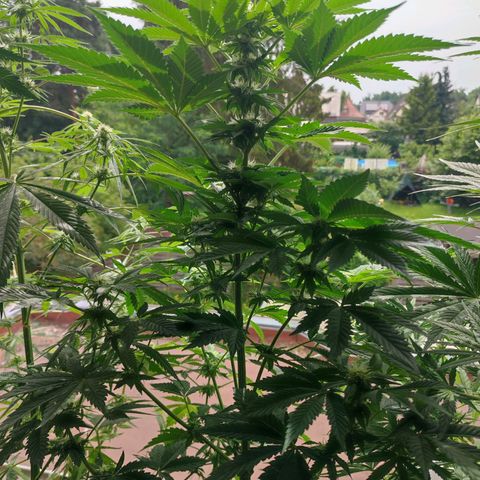 Gelato Kush growlog timeline photo