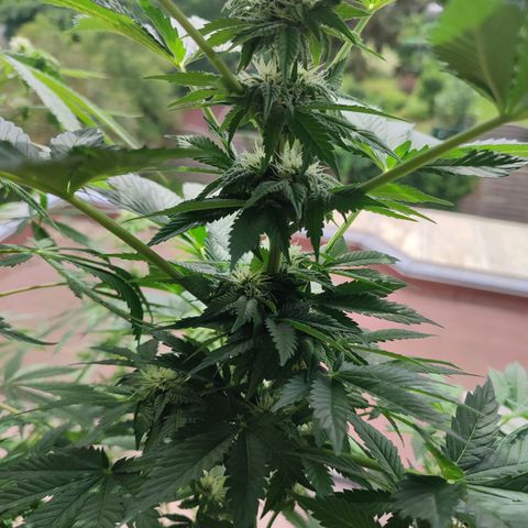 Gelato Kush growlog timeline photo