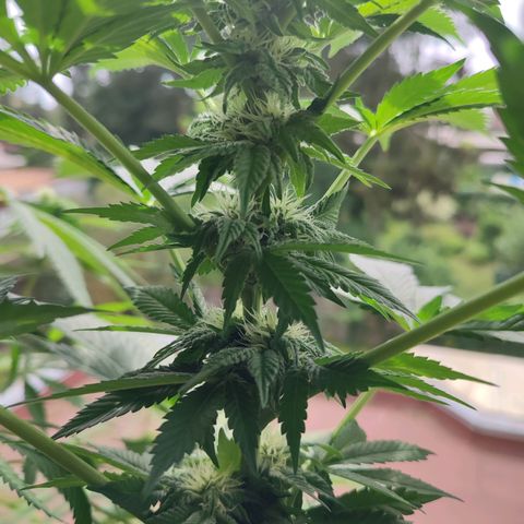 Gelato Kush growlog timeline photo