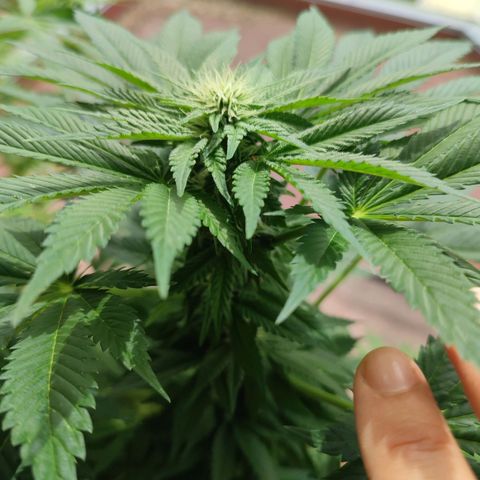Gelato Kush growlog timeline photo