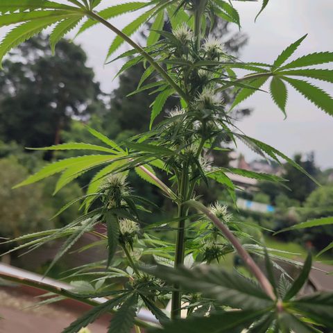 Cinderella 99 2016 growlog timeline photo