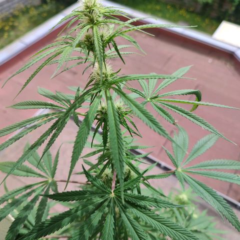 Cinderella 99 2016 growlog timeline photo