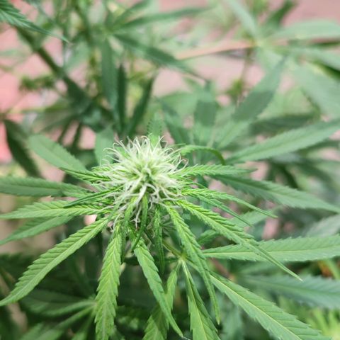 Cinderella 99 2016 growlog timeline photo