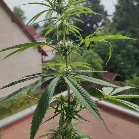 Cinderella 99 2016 growlog timeline photo