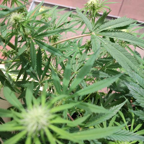 Cinderella 99 2016 growlog timeline photo