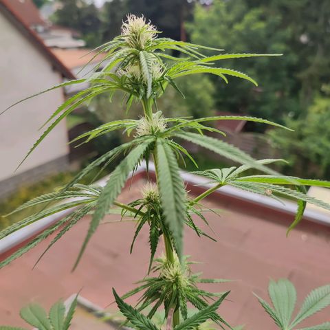 Cinderella 99 2016 growlog timeline photo