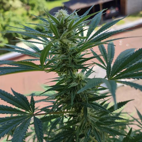 Alien Technology growlog timeline photo