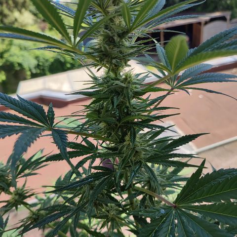 Alien Technology growlog timeline photo