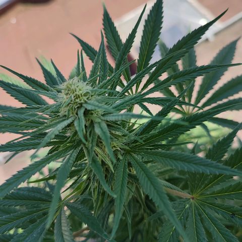 Alien Technology growlog timeline photo
