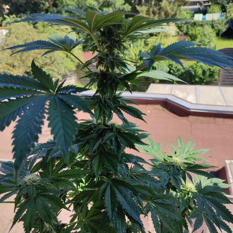 Gelato Kush growlog timeline photo