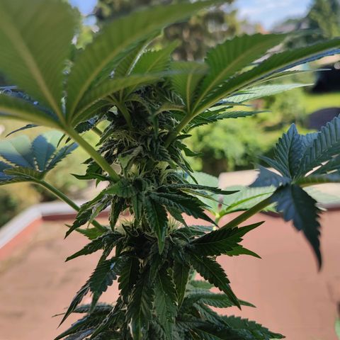 Gelato Kush growlog timeline photo
