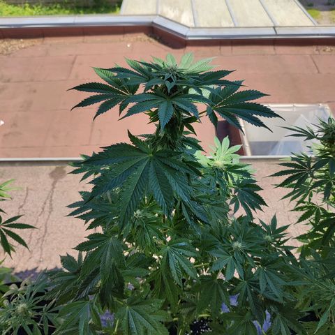 Gelato Kush growlog timeline photo