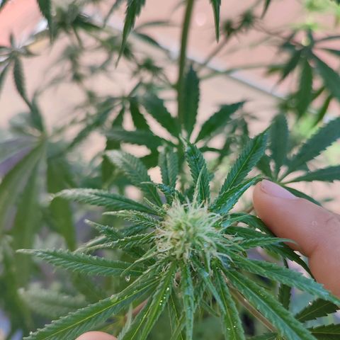 Cinderella 99 2016 growlog timeline photo