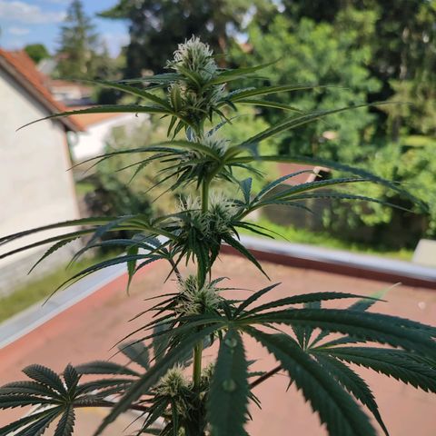 Cinderella 99 2016 growlog timeline photo