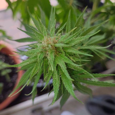 Alien Technology growlog timeline photo