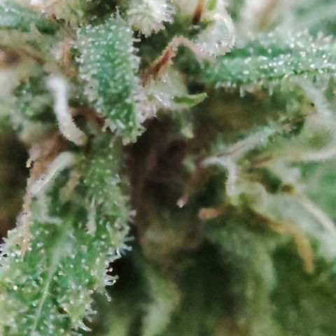 Alien Technology growlog timeline photo