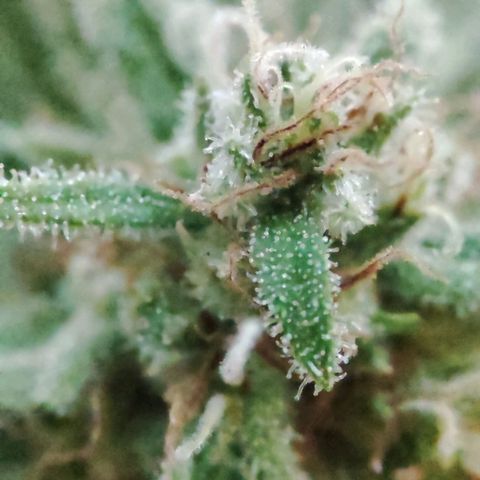 Alien Technology growlog timeline photo