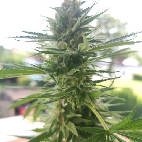 Alien Technology growlog timeline photo