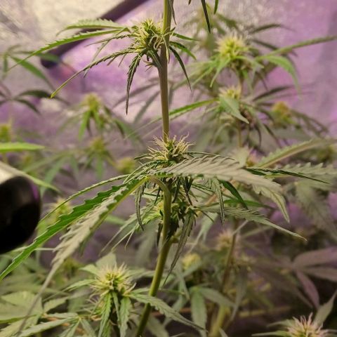 Gorilla Glue Auto growlog timeline photo