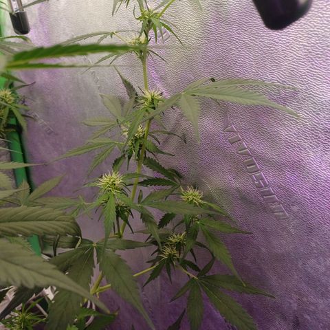 Gorilla Glue Auto growlog timeline photo