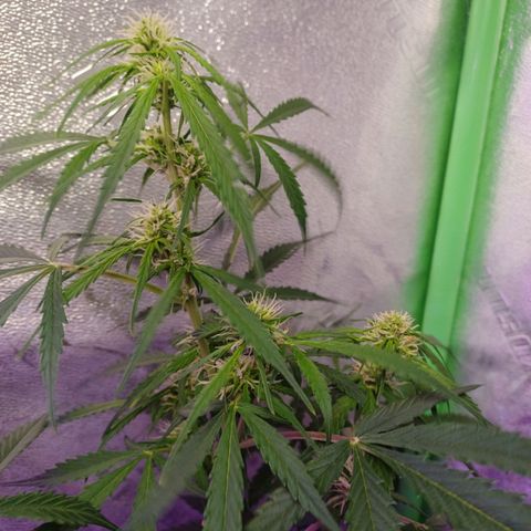 Gorilla Glue Auto growlog timeline photo