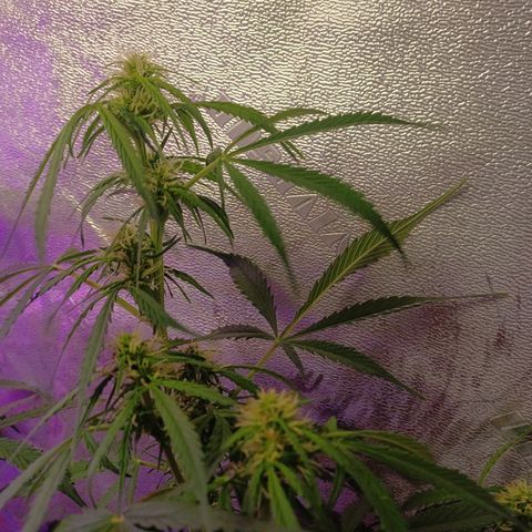 Gorilla Glue Auto growlog timeline photo