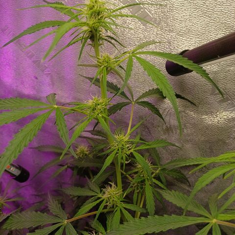 Gorilla Glue Auto growlog timeline photo