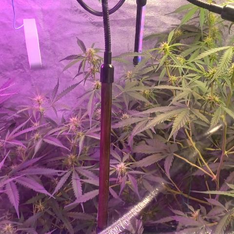 Gorilla Glue Auto growlog timeline photo