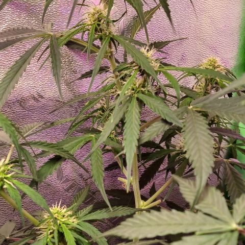 Gorilla Glue Auto growlog timeline photo