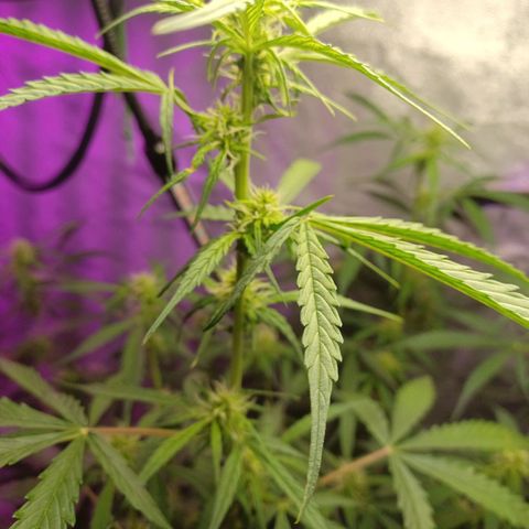 Gorilla Glue Auto growlog timeline photo