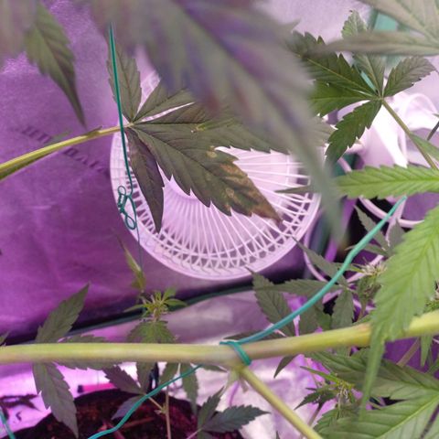 Gorilla Glue Auto growlog timeline photo