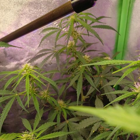 Gorilla Glue Auto growlog timeline photo