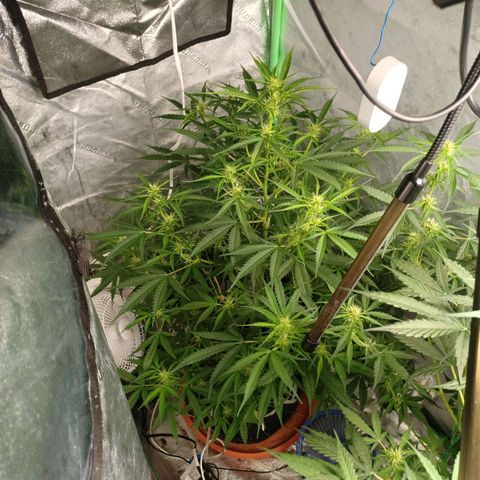 Gorilla Glue Auto growlog timeline photo