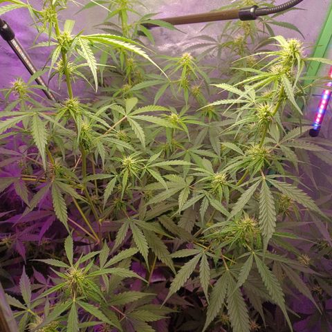 Gorilla Glue Auto growlog timeline photo