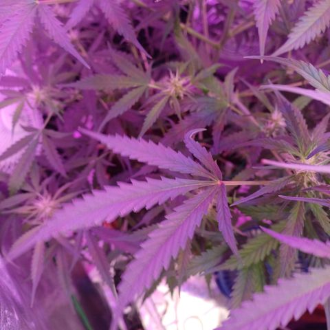 Gorilla Glue Auto growlog timeline photo