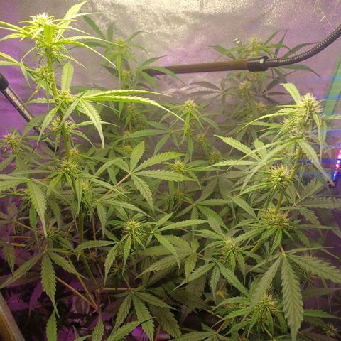 Gorilla Glue Auto growlog timeline photo