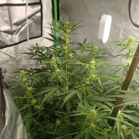 Gorilla Glue Auto growlog timeline photo