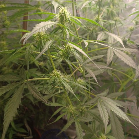 Gorilla Glue Auto growlog timeline photo